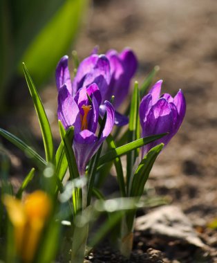 Bahar bahçesinde büyüyen güneş ışığındaki Crocus çiçekleri