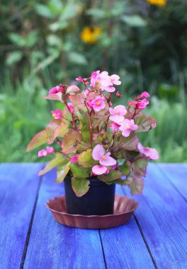 Sarı kadife çiçekleri erekte eder