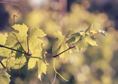 Yaz bahçesinde güneş ışığında yeşil şarap