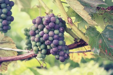 Bir tarlada yetişen mavi şarap üzümleri.