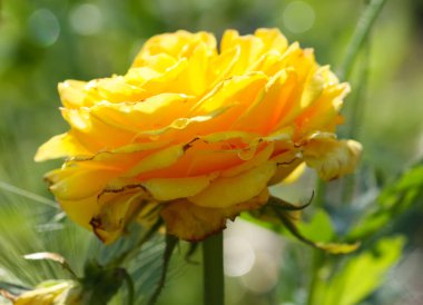 Yaz bahçesinde büyüyen gül çiçekleri