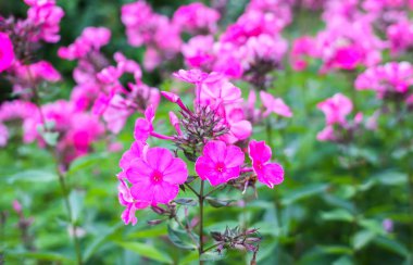 Yaz parkında yetişen Phlox subulata bitkilerinin pembe çiçekleri..