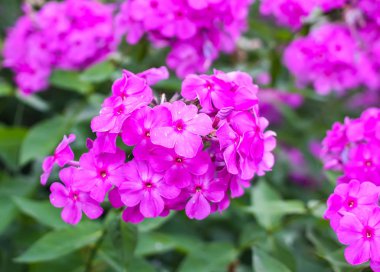 Yaz parkında yetişen Phlox subulata bitkilerinin pembe çiçekleri..