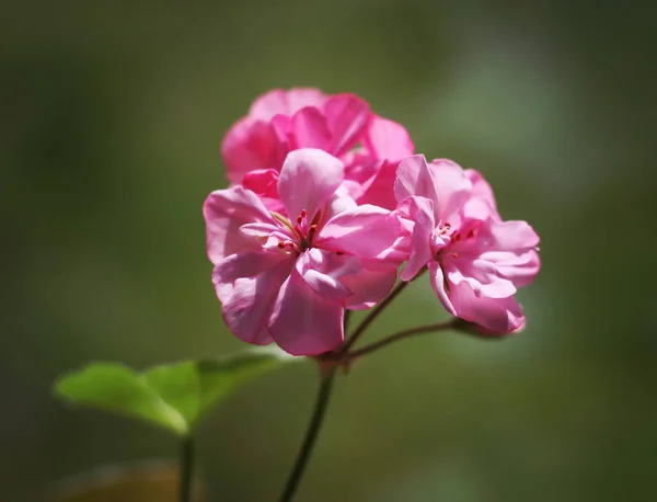 Heranium Bloomung Roze Bloemen Close Buiten — Stockfoto