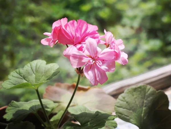 Heranium Bloomung Pink Flowers Close Outdoor —  Fotos de Stock