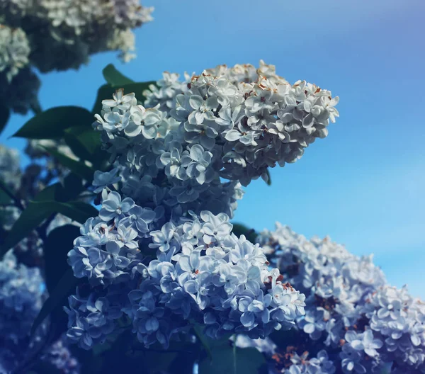 Ліллак Фіолетовий Ароматні Квіти Літньому Парку — стокове фото