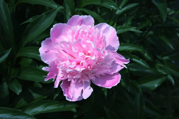 Blooming Beautiful Peony Flower Summer Garden Close — Stock Photo, Image