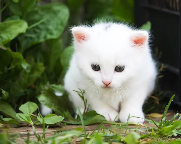 Biały Puszysty Uroczy Kotek Tabby Wiejskim Tle Podwórka — Zdjęcie stockowe
