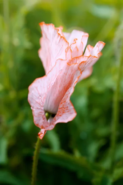 Hermosa Flor Amapola Jardín Verano — Foto de Stock