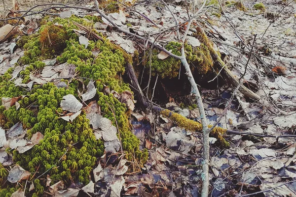 Mousse Verte Dans Forêt — Photo
