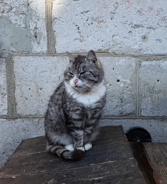 Şirin gri kedi — Stok fotoğraf