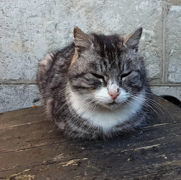 Niedliche graue Katze — Stockfoto