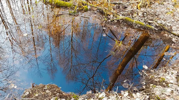 Puddle Erdőben Vízi Reflexiók — Stock Fotó