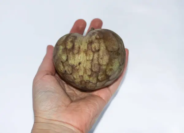 Close Hand Holding Green Fruit — Stock Fotó