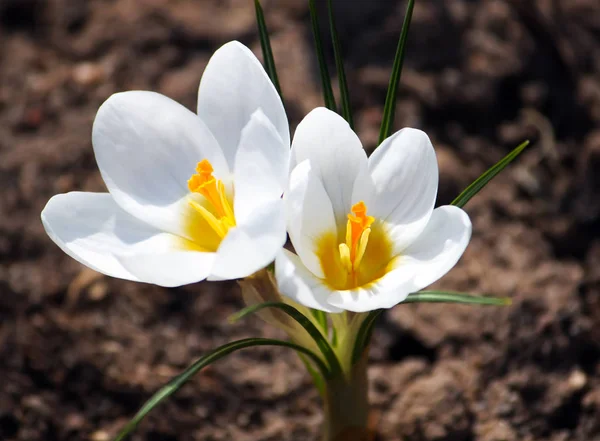 Flores Crocodilo Luz Solar Crescendo Jardim Primavera Livre — Fotografia de Stock