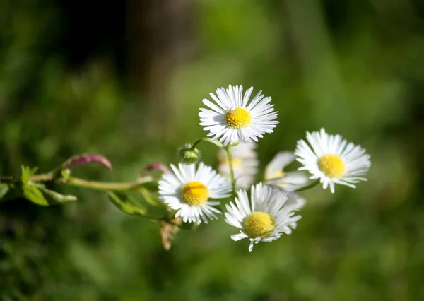 Białe Stokrotki Małe Kwiaty Ogrodzie Letnim — Zdjęcie stockowe