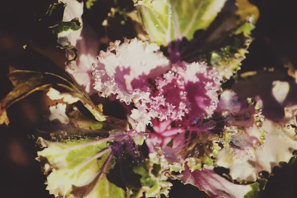 Violeta Decorativa Lixo Brassica Oleracea Com Gotas Orvalho Fechar — Fotografia de Stock