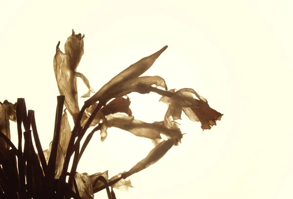 干水仙花 旧纸背景上的水仙花 — 图库照片