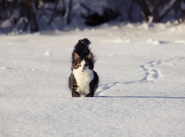 冬の雪原カバーにふわふわの尾を持つ愛らしい若い猫 — ストック写真