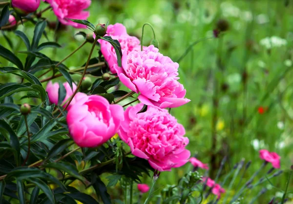 美しい牡丹の花を咲いて庭をクローズ アップ夏 — ストック写真