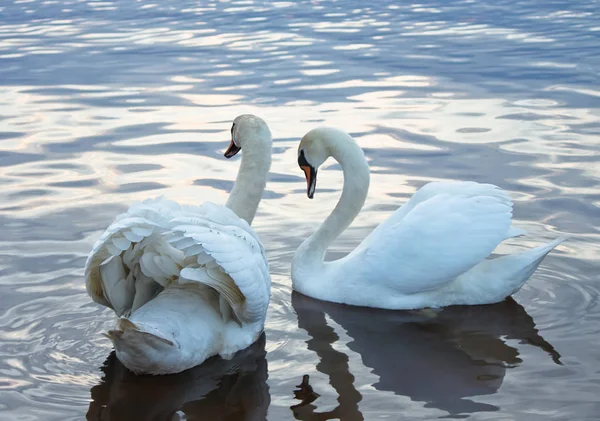 Dois Cisnes Brancos Nadando Uma Água — Fotografia de Stock