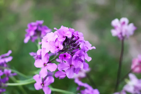 Luminosi Flox Estivi Che Fioriscono Nel Giardino Estivo — Foto Stock