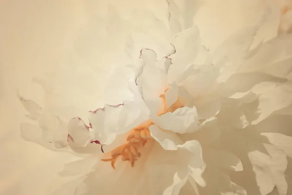 Blühende Schöne Pfingstrosenblume Sommergarten Aus Nächster Nähe — Stockfoto