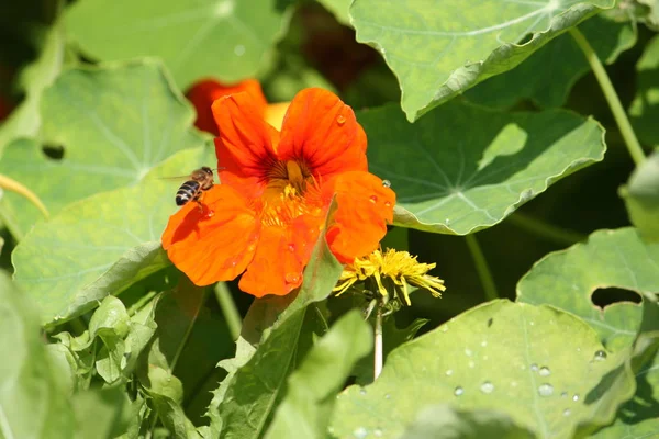 Turuncu Bloomed Nasturtium Yaz Bahçesinde — Stok fotoğraf