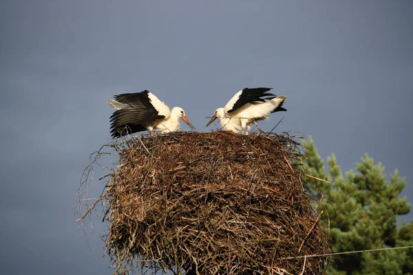 Europäische Weißstorch Ciconia Ciconia Schmiegt Sich Ein Nest Freier Wildbahn — Stockfoto
