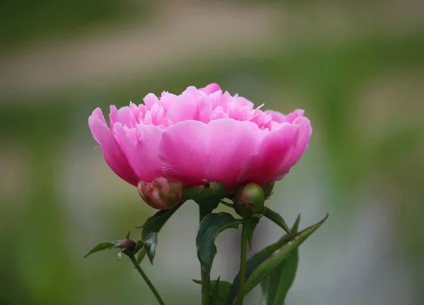 Piwonia Piękny Kwiat Kwitnący Latem Ogród Bliska — Zdjęcie stockowe