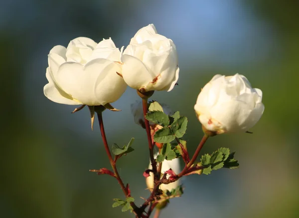 Flores Blancas Brezo Levantaron Parque Verano Rose Alba —  Fotos de Stock