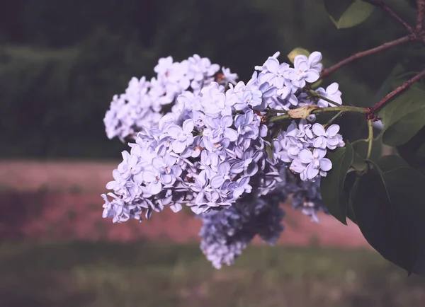 Ліллак Фіолетовий Ароматні Квіти Літньому Парку — стокове фото