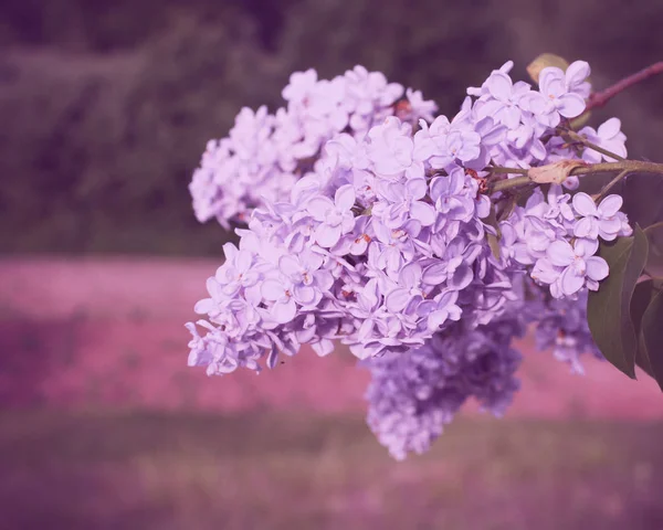 Okólnik Purpurowe Pachnące Kwiaty Lato Park — Zdjęcie stockowe