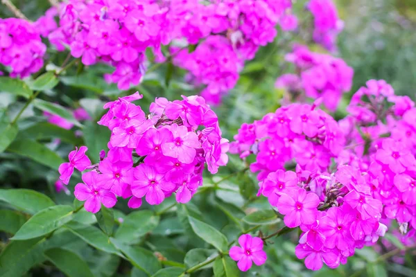 Ροζ Λουλούδια Των Φυτών Phlox Subulata Που Αναπτύσσονται Στο Καλοκαιρινό — Φωτογραφία Αρχείου