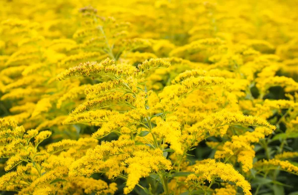 Solidago Gigantea Planta Floração Goldenrod — Fotografia de Stock
