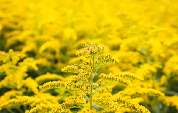 Solidago Gigantea Planta Floração Goldenrod — Fotografia de Stock