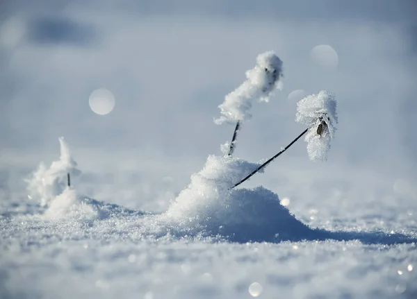 Sucha Trawa Polu Śniegu Słoneczny Zimowy Dzień — Zdjęcie stockowe