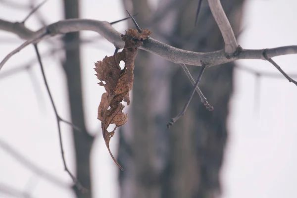秋天森林里树上干枯的叶子 — 图库照片