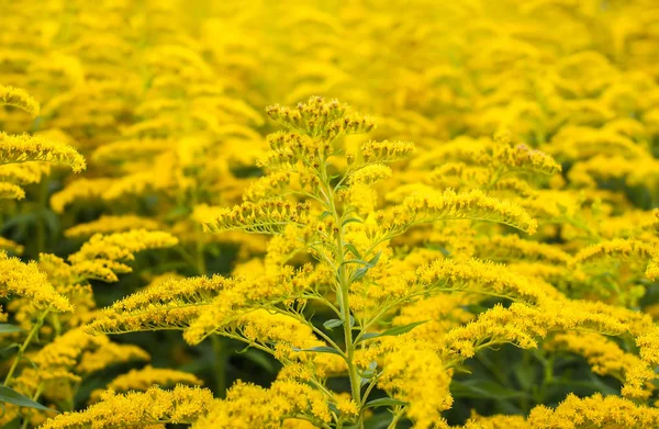 Solidago Gigantea Planta Floração Goldenrod — Fotografia de Stock