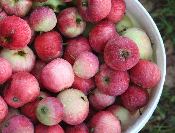 Verse Rijpe Appels Tuin Zomer — Stockfoto