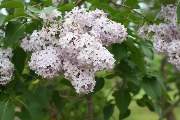 Lillac flowers outdoors — Stock Photo, Image