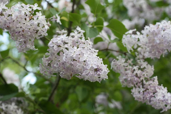 Fiori di lillà all'aperto — Foto Stock