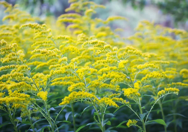 Solidago gigantea ou planta floração Goldenrod . — Fotografia de Stock