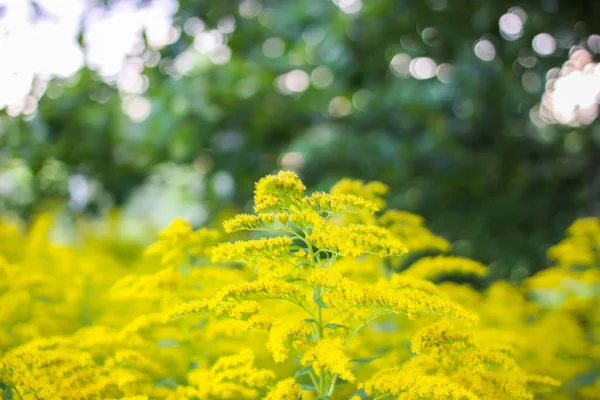 Solidago gigantea ou planta floração Goldenrod . — Fotografia de Stock