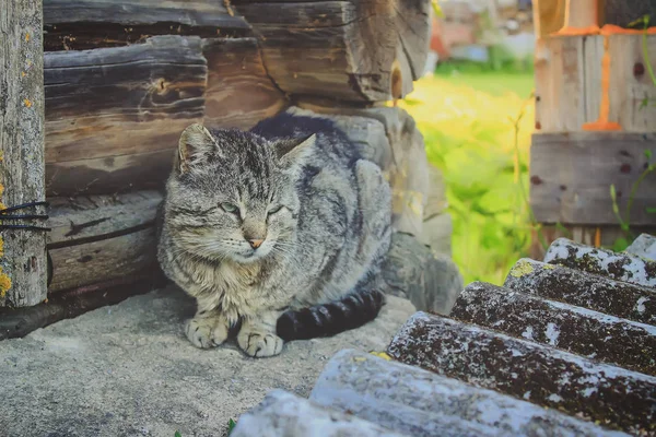 Γάτα Κάθεται Στο Δρόμο — Φωτογραφία Αρχείου