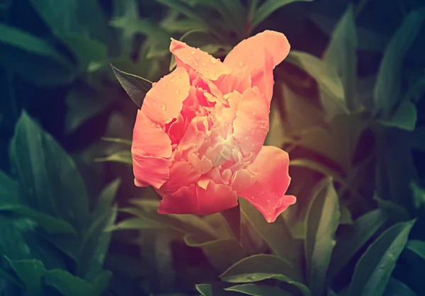 Blommande Vackra Pion Blomma Sommar Trädgård Närbild — Stockfoto