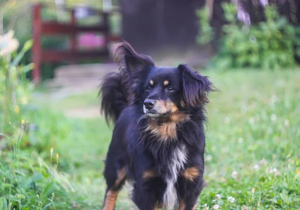 Junger Aktiver Hund Bauhof — Stockfoto