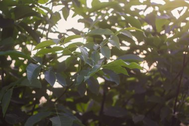 Yaz parkındaki ceviz ağacının yeşil yaprakları..