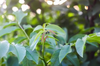 Yaz parkındaki ceviz ağacının yeşil yaprakları..