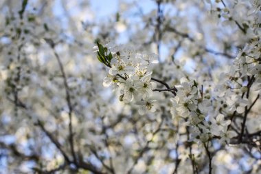 Mavi arka planda beyaz çiçekli bir demet elma ağacı. Bahar doğasının ayrıntıları.
